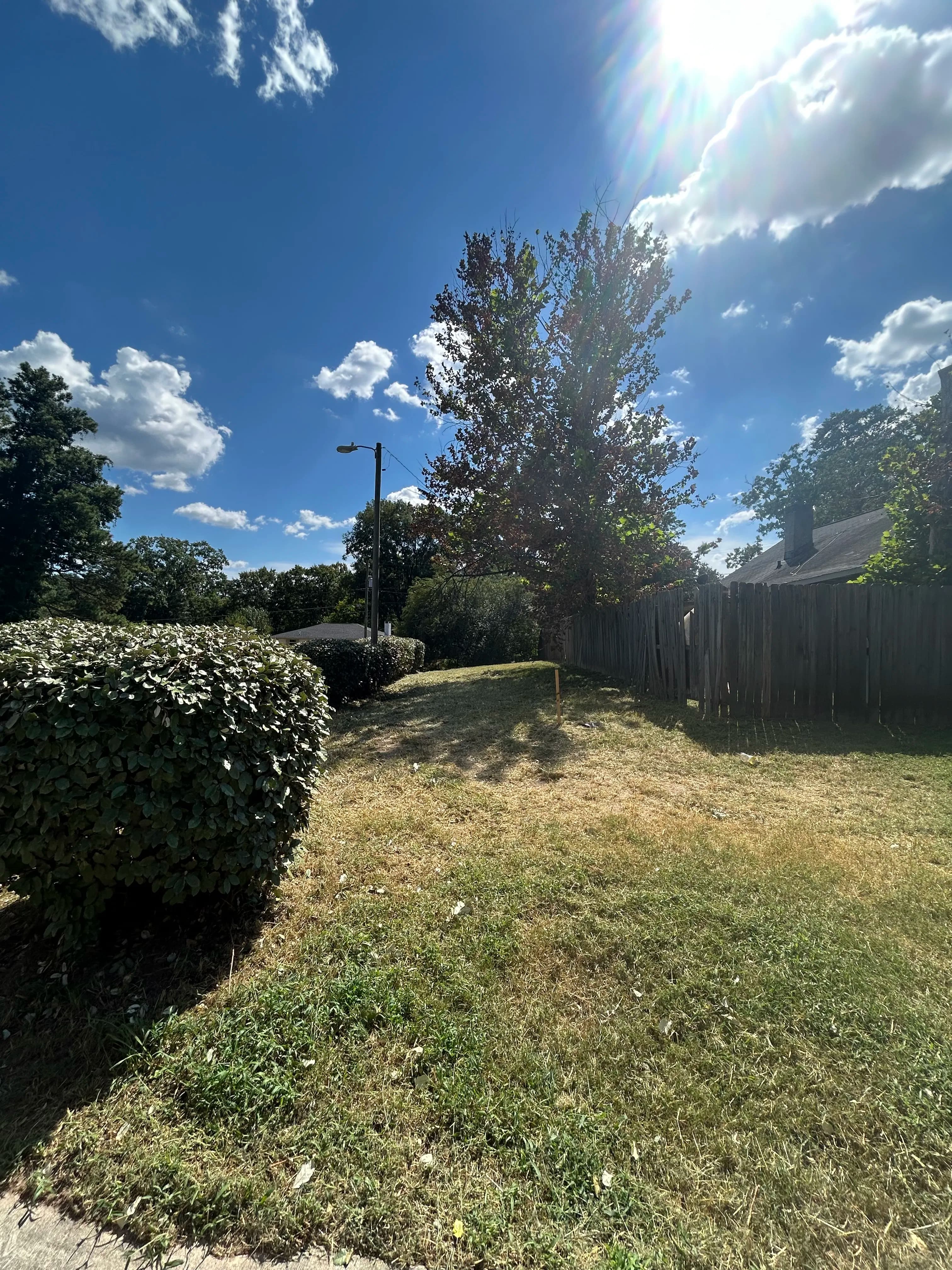 Sunny outdoor scene with green grass, bushes, and a tree under a blue sky with clouds.